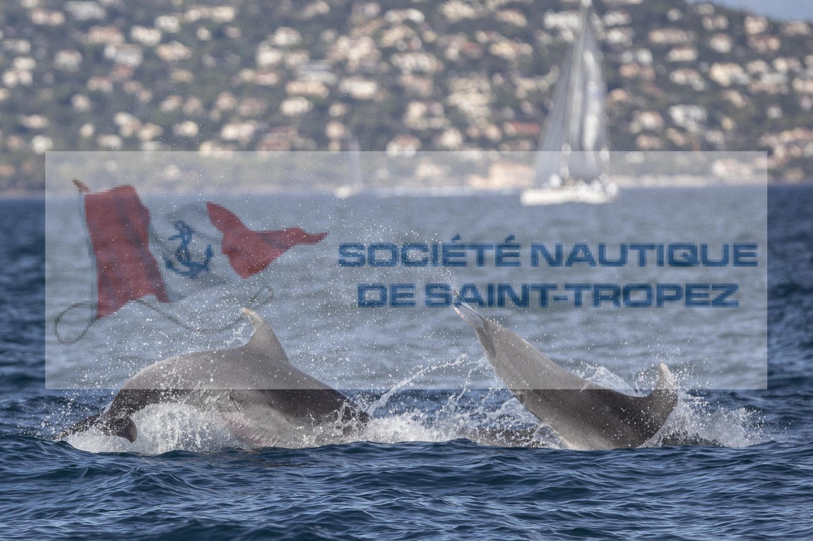 26 09 2020, Saint-Tropez (FRA,83), Les Voiles de Saint-Tropez 2020, Day 1, Training, Finish Yacht Club de France Cup Cannes - Saint-Tropez 26 09 2020, Saint-Tropez (FRA,83), Les Voiles de Saint-Tropez 2020, Day 1, Training, Finish Yacht Club de France Cup Cannes - Saint-Tropez